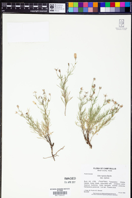 Gilia rigidula subsp. rigidula image