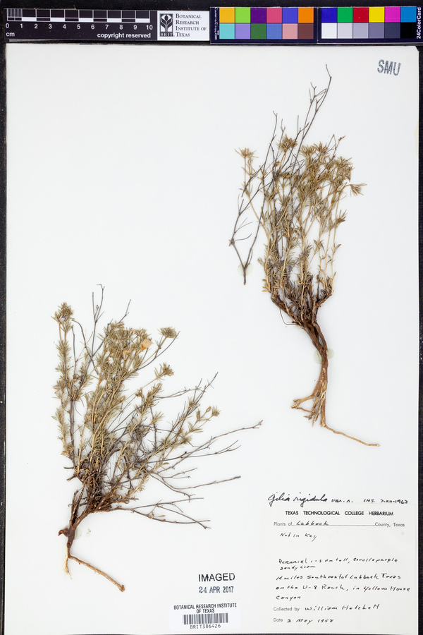 Gilia rigidula var. rigidula image