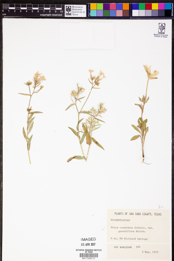Phlox cuspidata var. grandiflora image