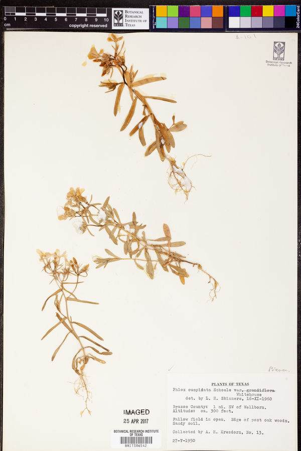 Phlox cuspidata image