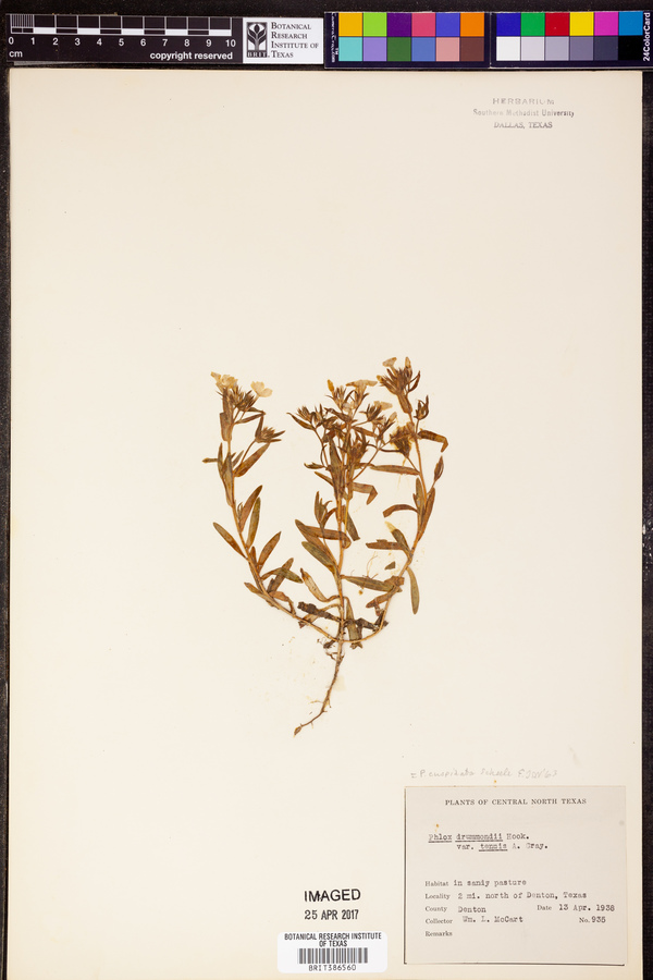 Phlox cuspidata image