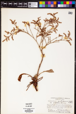 Limonium carolinianum image