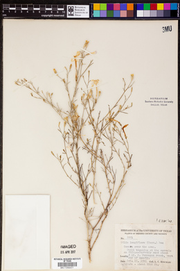 Ipomopsis longiflora subsp. longiflora image