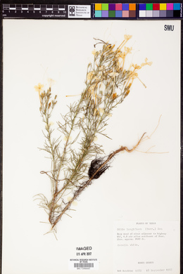 Ipomopsis longiflora subsp. longiflora image