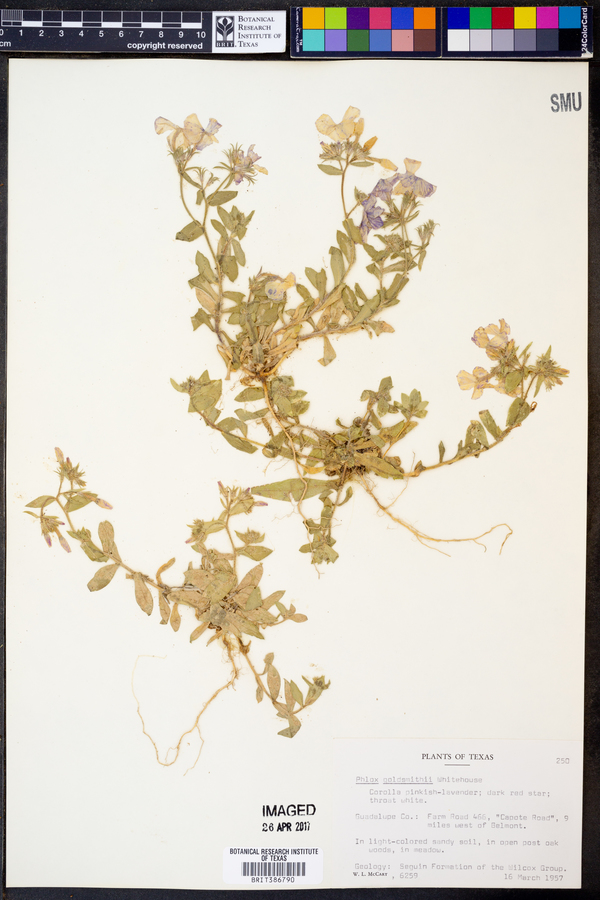 Phlox goldsmithii image