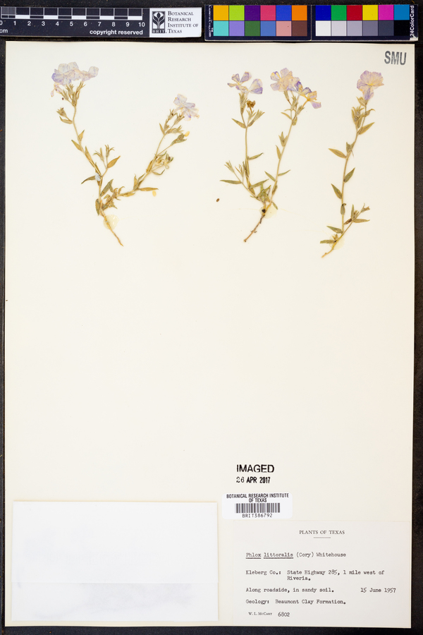 Phlox littoralis image