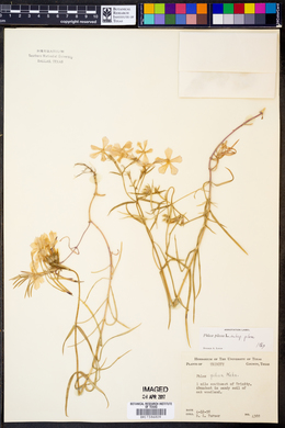 Phlox pilosa subsp. pilosa image