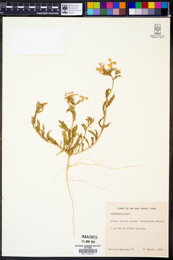 Phlox pilosa subsp. latisepala image
