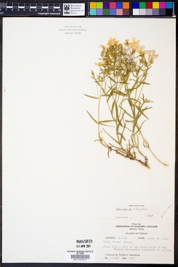 Phlox pilosa subsp. pilosa image