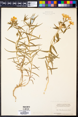 Phlox pilosa subsp. latisepala image