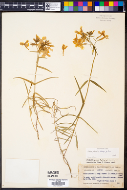 Phlox pilosa subsp. pilosa image