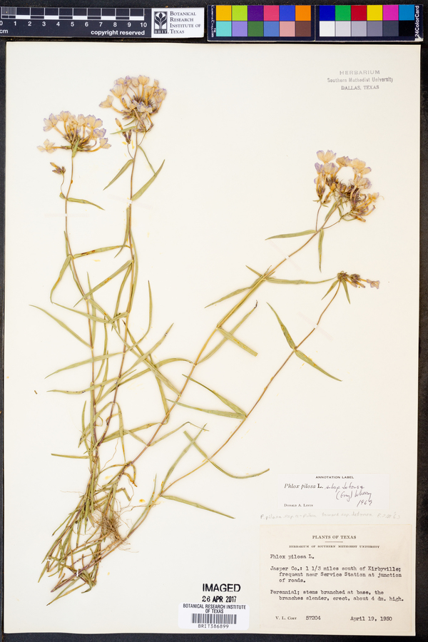 Phlox pilosa subsp. detonsa image