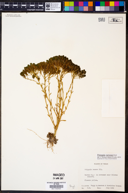 Polygala ramosa image