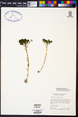 Polygala ramosa image