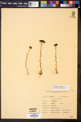 Polygala ramosa image