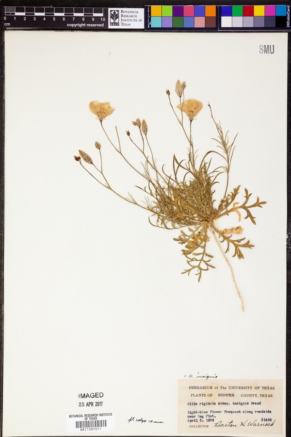 Gilia insignis image