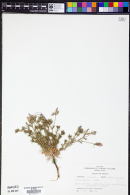 Gilia rigidula image