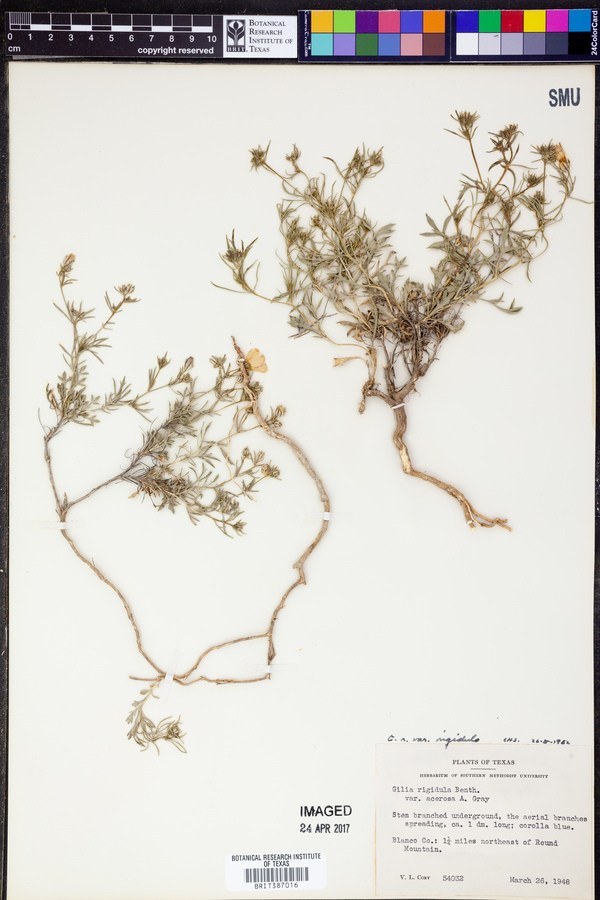 Gilia rigidula var. rigidula image