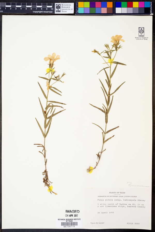 Phlox pilosa subsp. latisepala image