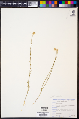 Polygala mariana image