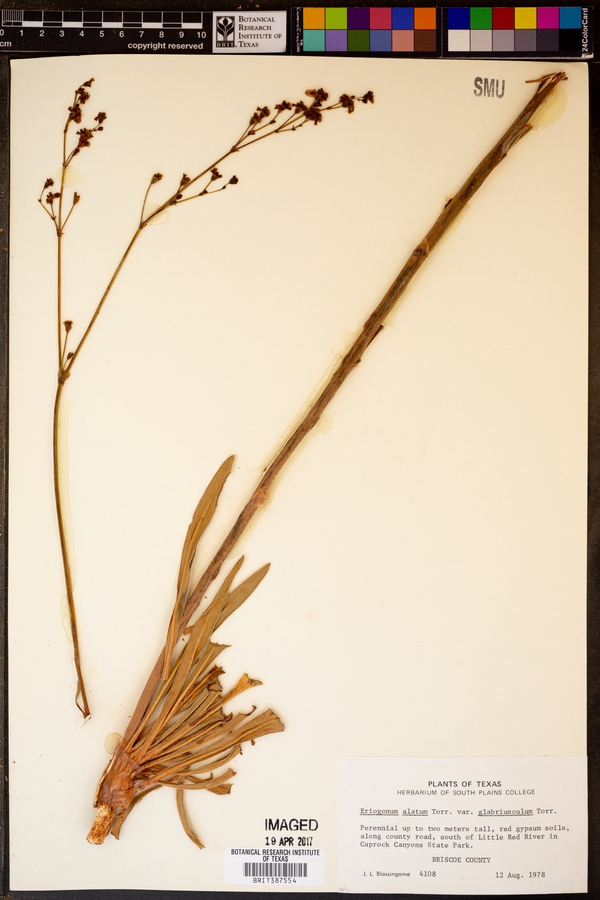 Eriogonum alatum var. glabriusculum image