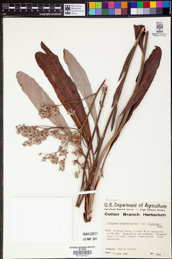 Eriogonum longifolium var. lindheimeri image