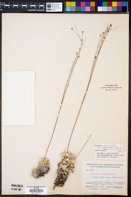 Eriogonum tenellum var. platyphyllum image