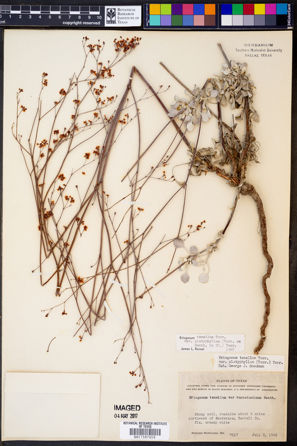 Eriogonum tenellum var. platyphyllum image