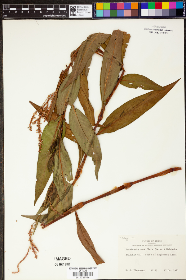 Persicaria densiflora image