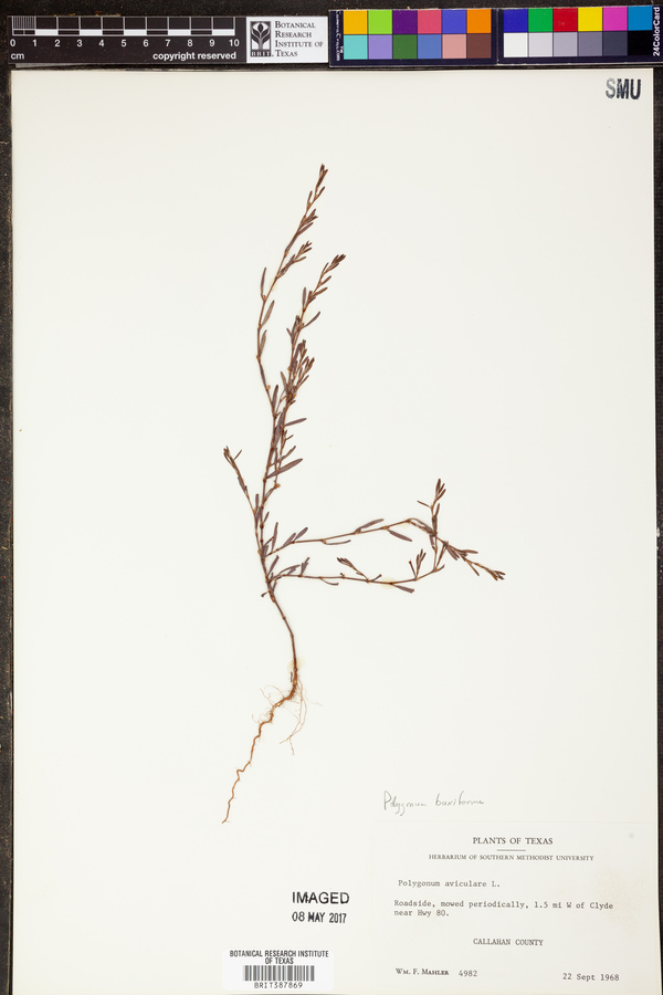 Polygonum buxifolium image