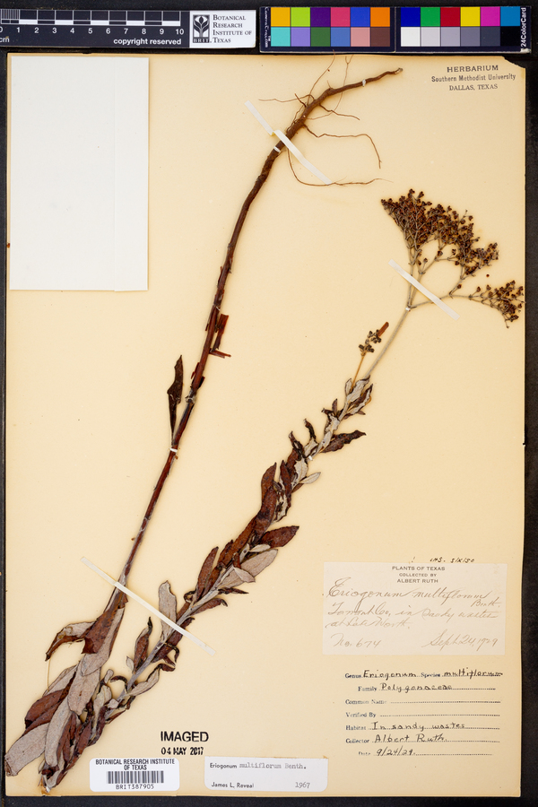 Eriogonum multiflorum image