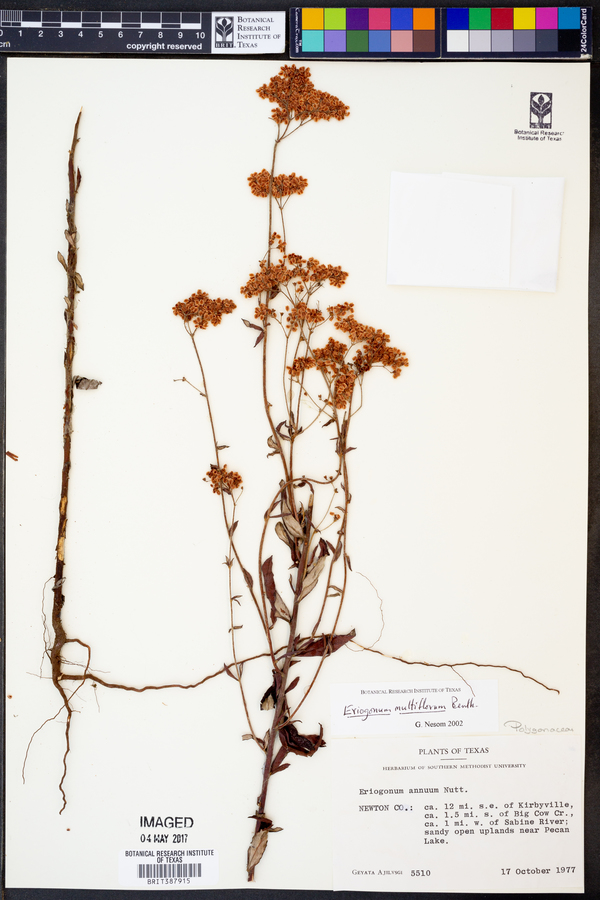 Eriogonum multiflorum image