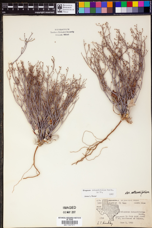 Eriogonum rotundifolium var. rotundifolium image