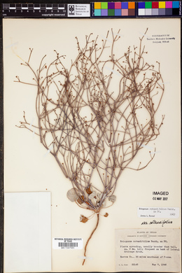 Eriogonum rotundifolium image