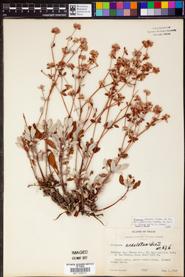 Eriogonum jamesii var. undulatum image