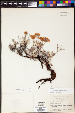 Eriogonum jamesii image