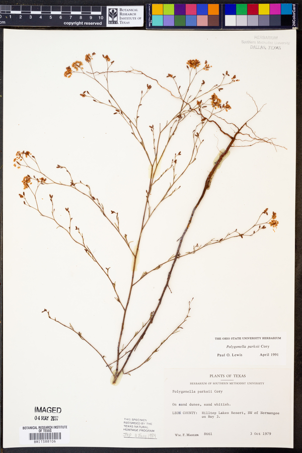 Polygonella parksii image