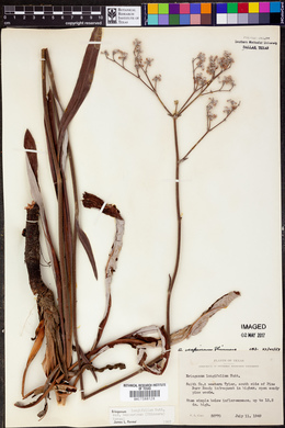 Eriogonum vespinum image