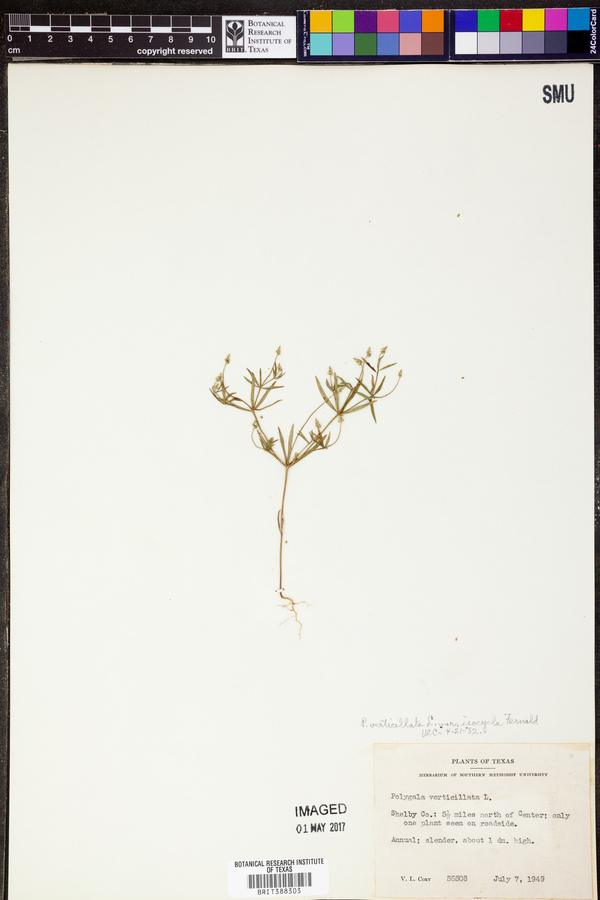 Polygala verticillata var. isocycla image