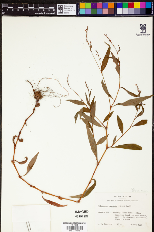 Polygonatum punctatum image