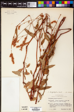 Persicaria bicornis image