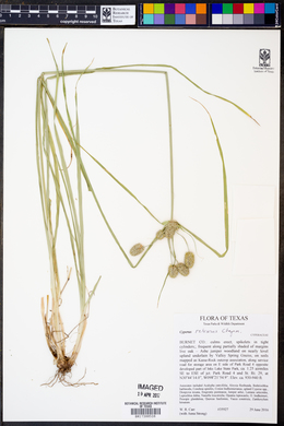 Cyperus retrorsus image