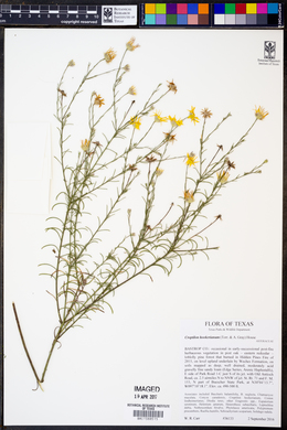 Croptilon hookerianum image