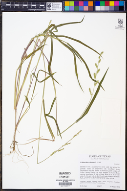 Echinochloa colona image