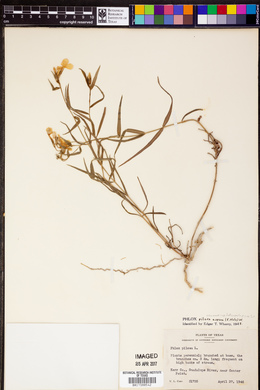 Phlox pilosa var. aspera image