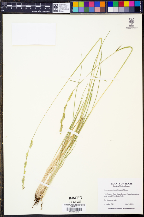 Eriochloa sericea image