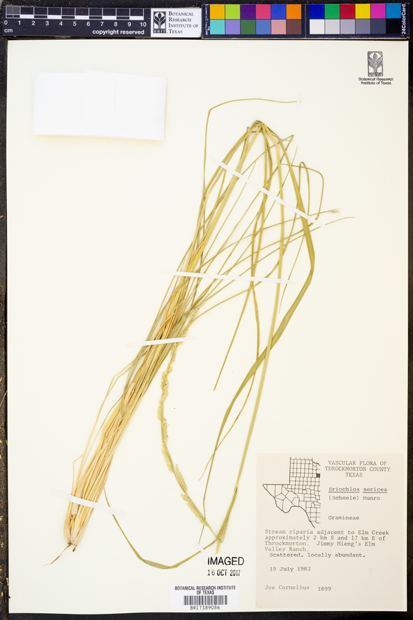 Eriochloa sericea image