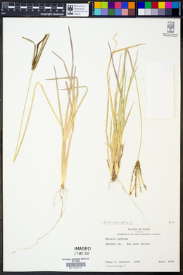 Eustachys petraea image