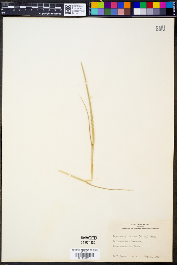 Lepturus cylindricus image