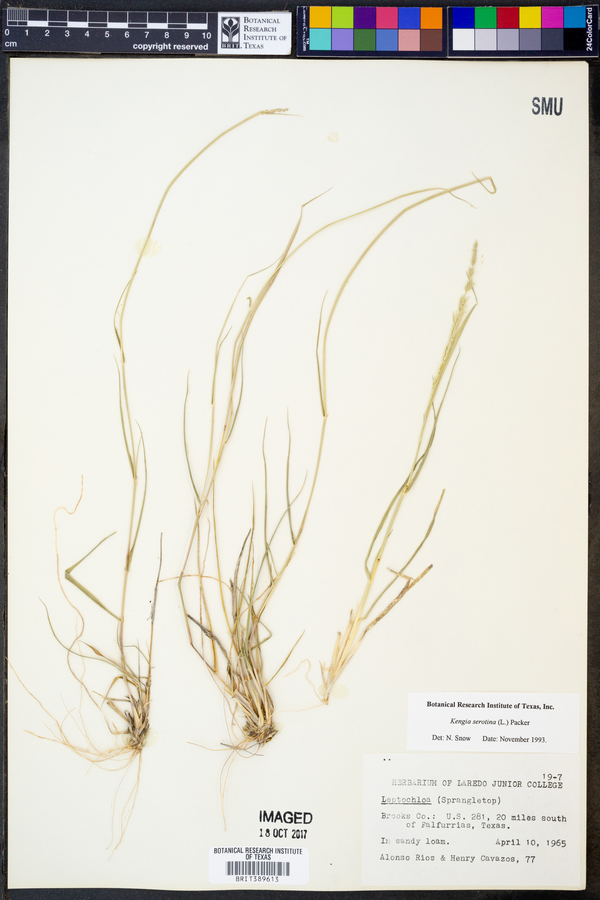 Cleistogenes serotina image